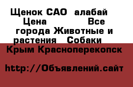 Щенок САО (алабай) › Цена ­ 10 000 - Все города Животные и растения » Собаки   . Крым,Красноперекопск